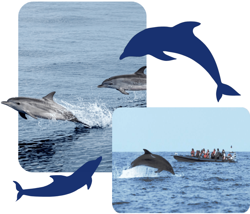 Two dolphins leaping from water near a boat with people, surrounded by dolphin silhouettes.